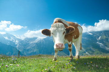 Cow grazing in an alpine meadow, mountains in the background