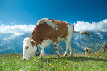 Cow grazing in an alpine meadow, mountains in the background