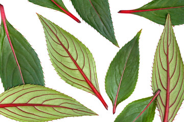 Isolated green and red leaves