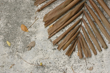 leaves