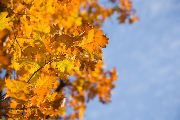 Fototapeta na wymiar Autumn leaves of oak