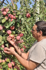 r&eacute;colte de reinettes