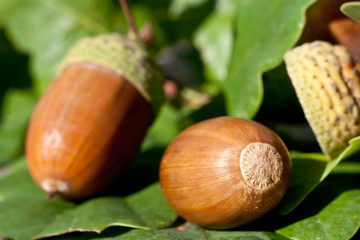 Closeup of an acorn