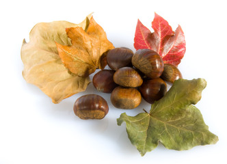 castagne con foglie secche autunnali