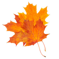 Naklejka premium autumn maple leaf isolated on white