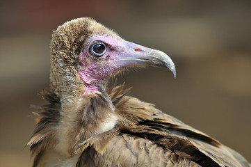 Portrait de profil d'un vautour charognard