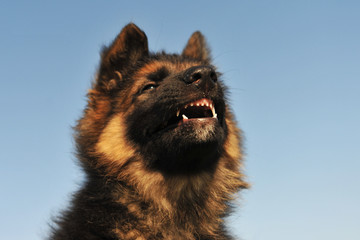 chiot berger allemand en colère