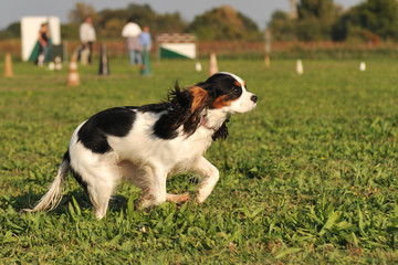 cavalier king charles en mouvement