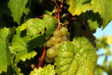 Grapes