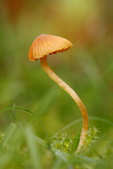 Fungi  (Galerina hypnorum)