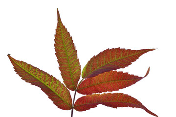 herbstlich gefärbte Blätter (freigestellt) #2