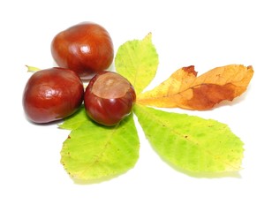 Kastanie