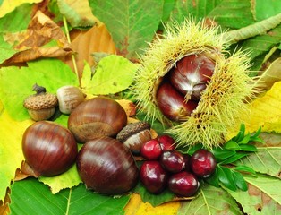 Herbst, Waldfrüchte