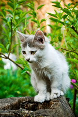 Naklejka na ściany i meble cat in a garden