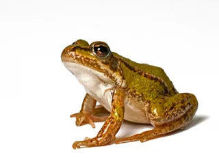 Fotobehang small green frog on a white background, looking up © JGade