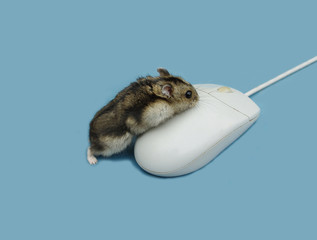 Hamster and a mouse
