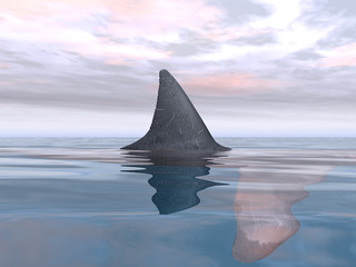 Fototapeta premium Hai auf Tuchfühlung