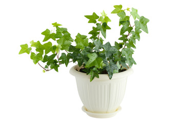 Ivy with drops of water