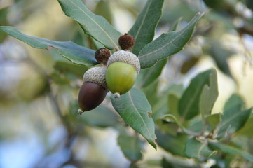 Obraz premium glands