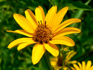 yellow flower