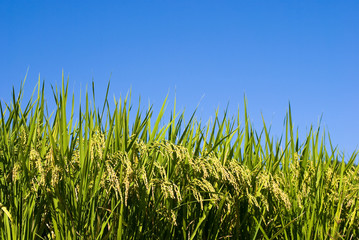 稲穂と青空