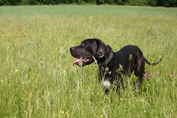 Schwarze Deutsche Dogge im Feld