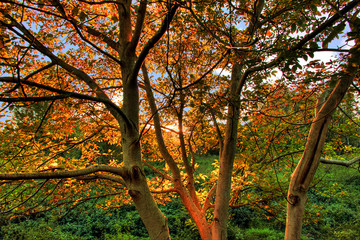 Herbstbaum im Sonnenlicht - 02