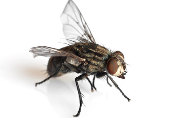 fly - mosca