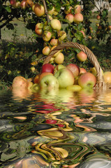 récolte de pommes