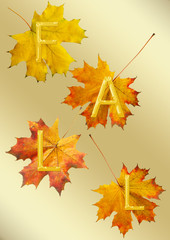 maple leafs for fall