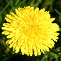 Thornhill Dandelion isolated 2010