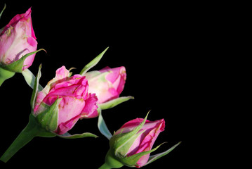 Fototapeta na wymiar bouquet from roses