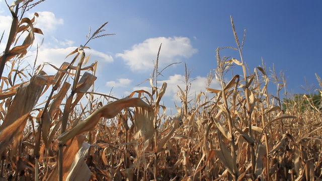 Inside the corn field