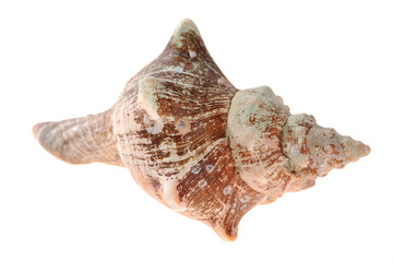 shell
