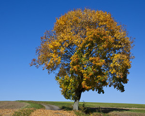 Herbtfärbung