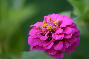 kleine pinkfarbene Blüte