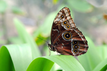 Morpho Butterfly Perched on Leaf