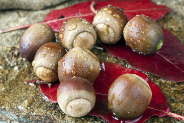 acorns on oak leaf