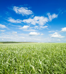 green grass under cloudy sky