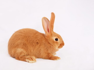 The rabbit on a white background