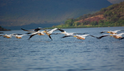 Fototapeta premium Pélican, lac Chamo