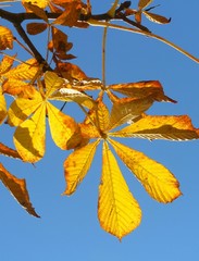 Kastanienbaum im Herbst