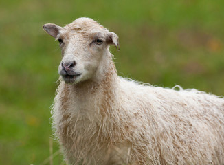 mouton agneau laine blanc animal ferme brebis lait viande