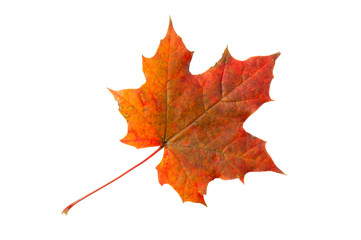 Ahornblatt, Maple leaf