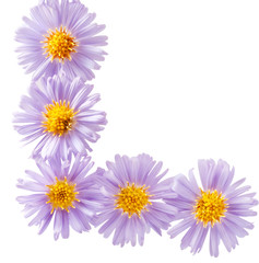 small purple chrysanthemums