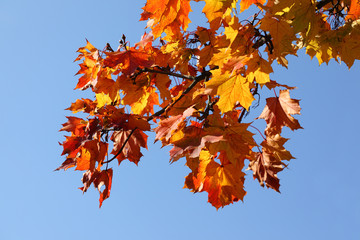 Naklejka na ściany i meble Fall yellow maple leaves on the blue sky