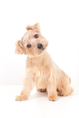 ノーフォークテリア