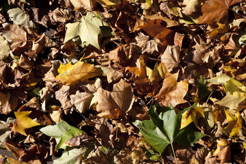 Fallen Autumn Leaves