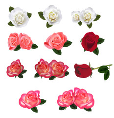 Fototapeta premium Set of a beautiful roses. Vector.