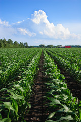 Fototapeta na wymiar Rows of Corn